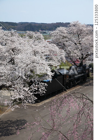 櫻花盛開的公園裡的蒸氣機車 櫻花盛開的公園裡的蒸氣機車 125333800