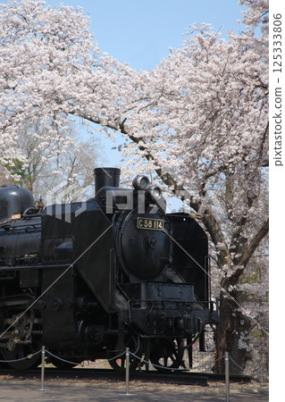 Steam locomotive in a park with cherry blossoms in full bloom 125333806