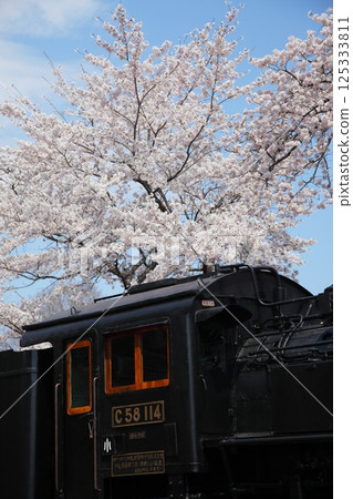 櫻花盛開的公園裡的蒸氣機車 125333811