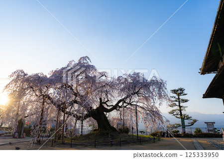 [Cherry blossom material] Stage cherry blossoms in Omi Village bathed in the morning sun [Nagano Prefecture] 125333950