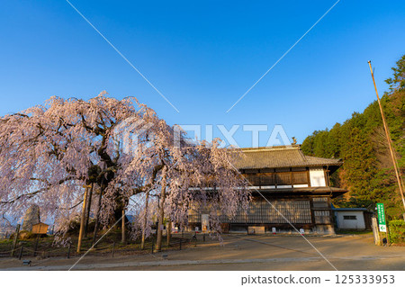 [Cherry blossom material] Stage cherry blossoms in Omi Village bathed in the morning sun [Nagano Prefecture] 125333953