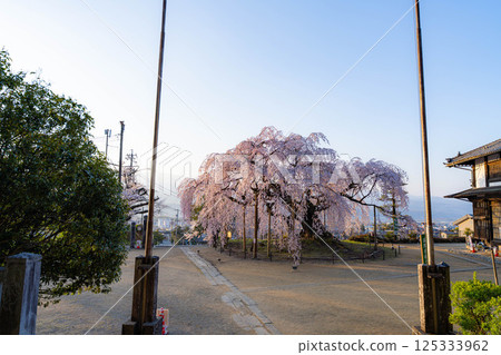 [Cherry blossom material] Stage cherry blossoms in Omi Village bathed in the morning sun [Nagano Prefecture] 125333962