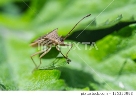 Hosohari stink bug 125333998