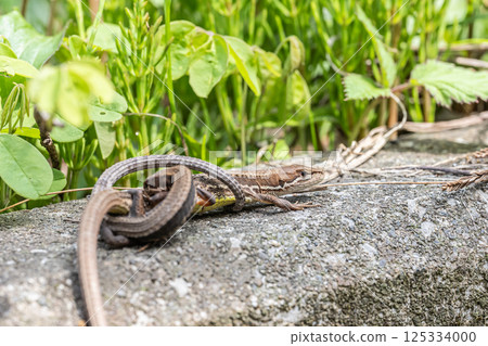 Japanese kana snake to mate 125334000