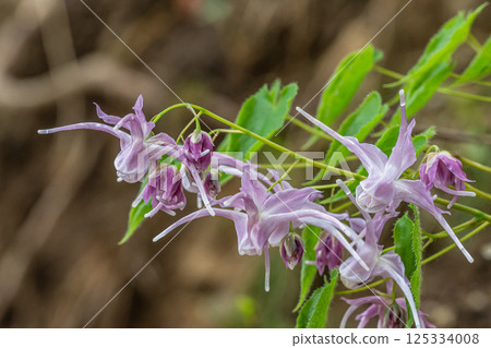 Freshwater leek 125334008
