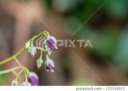 Freshwater leek 125334011