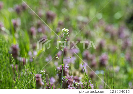 Shepherd's purse (Penpengusa) Flowers blooming in the spring field 125334015