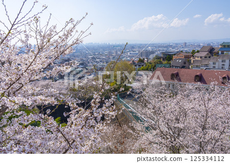 從石切站附近眺望大阪平原和盛開的櫻花 125334112