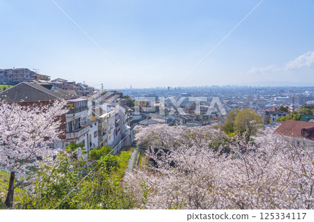 從石切站附近眺望大阪平原和盛開的櫻花 125334117