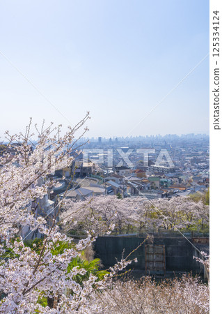 Overlooking the Osaka Plain and cherry blossoms in full bloom from around Ishikiri Station 125334124