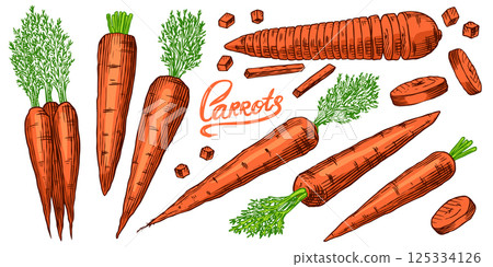 Fresh carrots collection. Healthy eco Hand drawn tasty vegetables for food store or farm market with Fresh carrots collection. Healthy eco Hand drawn tasty vegetables for food store or farm market with 125334126
