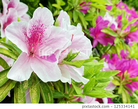 春雨籠罩下的杜鵑花 春雨籠罩下的杜鵑花 125334141