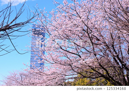 Chiba Port Park in Spring 125334168