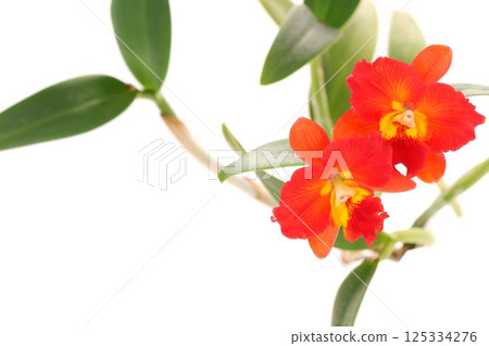 迷你卡特蘭紅色花朵布拉納天使光背景 125334276