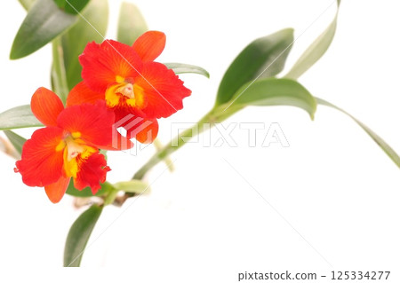 迷你卡特蘭紅色花朵布拉納天使光背景 125334277