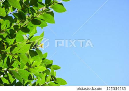 清新的綠色和藍天 125334283