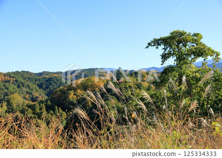 Seven Autumn Herbs: Refreshing Japanese Pampas Grass Flowers 125334333