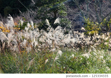 秋季七種香草：清爽的日本蒲葦花 125334335