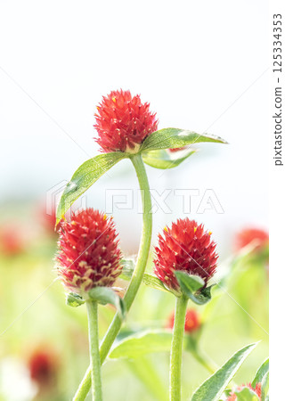 Globetrotter's Globetrotter，札幌野鈴蘭丘陵公園 125334353