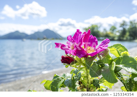 洞爺湖町的秋季玫瑰與洞爺湖 125334354