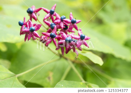 Japanese Knotweed, Takino Suzuran Hillside Park, Sapporo Japanese Knotweed, Takino Suzuran Hillside Park, Sapporo 125334377