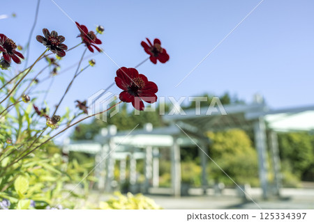 Chocolate Cosmos, Yurigahara Park, Sapporo Chocolate Cosmos, Yurigahara Park, Sapporo 125334397