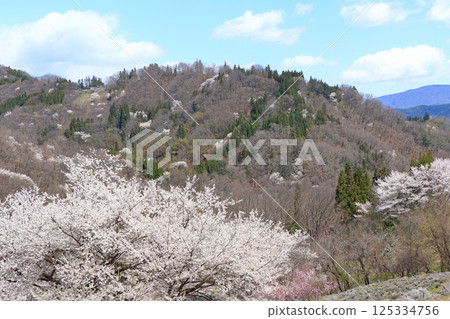 長野縣池田町六鄉的野櫻花 125334756