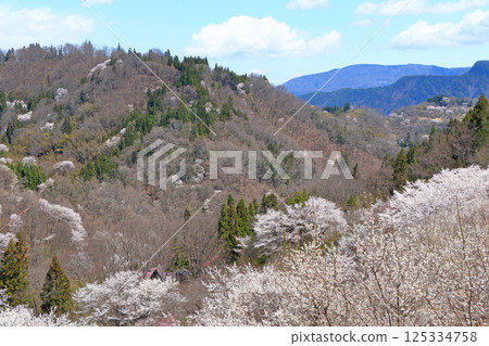 長野縣池田町六鄉的野櫻花 125334758