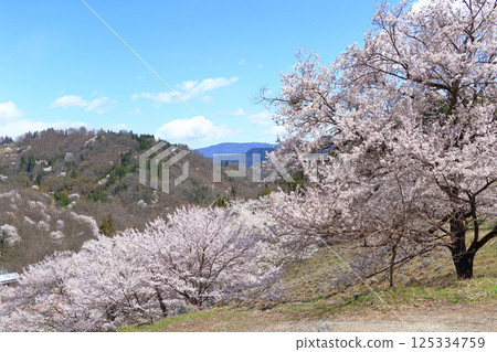 長野縣池田町六鄉的野櫻花 125334759