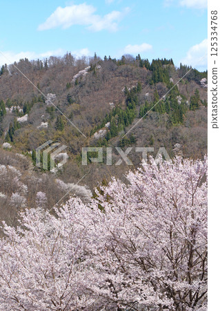 長野縣池田町六鄉的野櫻花 125334768