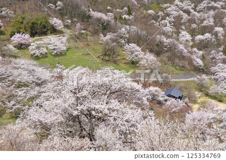 長野縣池田町六鄉的野櫻花 125334769