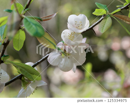 薔薇科木瓜的開花 薔薇科木瓜的開花 125334975