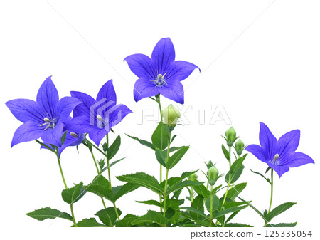 Bellflower, one of the seven autumn herbs, A4 size (photographed by fix) 125335054