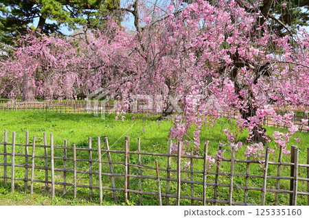 京都御所、舊近衛邸、盛開的紅色垂枝櫻花、京都市 125335160