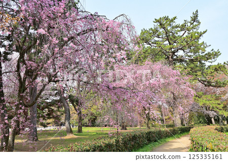 京都御所、舊近衛邸、盛開的紅色垂枝櫻花、京都市 125335161