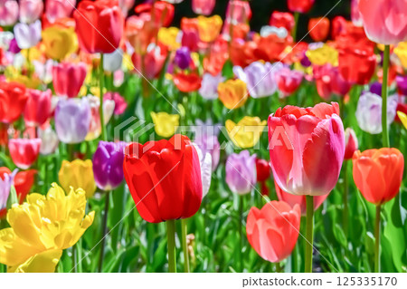Beautiful tulip flower Beautiful tulip flower 125335170
