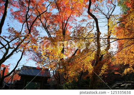 寺廟門口鮮豔的楓葉 寺廟門口鮮豔的楓葉 125335638