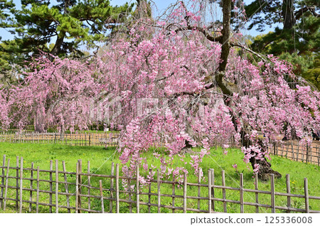 Kyoto Imperial Palace, Former Konoe Residence, Red weeping cherry blossoms in full bloom, Kyoto City Kyoto Imperial Palace, Former Konoe Residence, Red weeping cherry blossoms in full bloom, Kyoto City 125336008