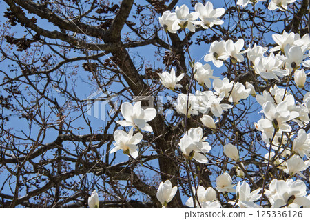 White magnolia flower shining in the blue sky 125336126