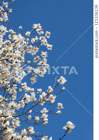 White magnolia flower shining in the blue sky 125336136