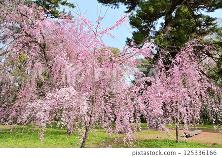 Kyoto Imperial Palace, Former Konoe Residence, Red weeping cherry blossoms in full bloom, Kyoto City 125336166