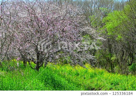 櫻花爛漫,綠意盎然 櫻花爛漫,綠意盎然 125336184