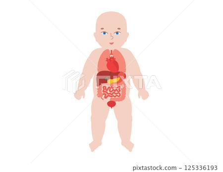 Internal organs of the child 125336193