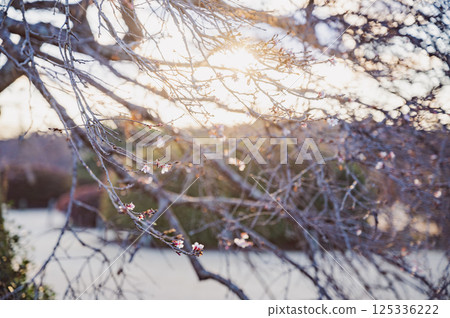 Sunset and plum blossom 125336222