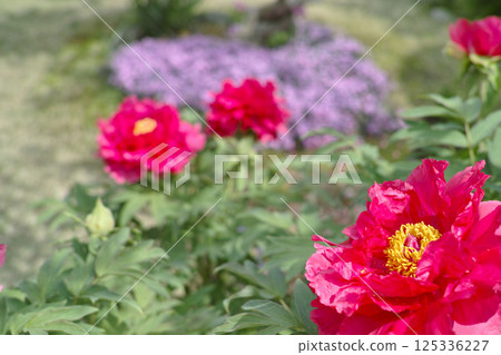 Small garden image 125336227