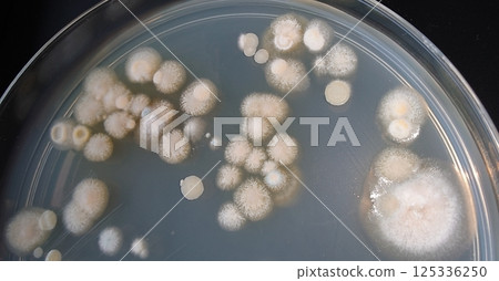 Mold culture petri dish 125336250
