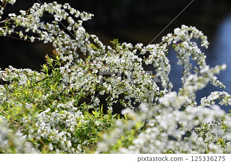 Snow willows in full bloom - the arrival of spring 125336275