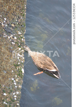 野鳥 野鳥 125336334