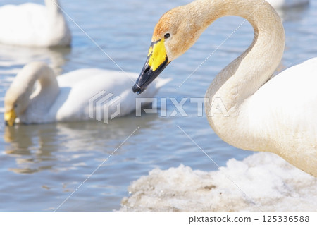 Swans visiting Hokkaido in spring dyed with the pigments of aquatic plants 125336588