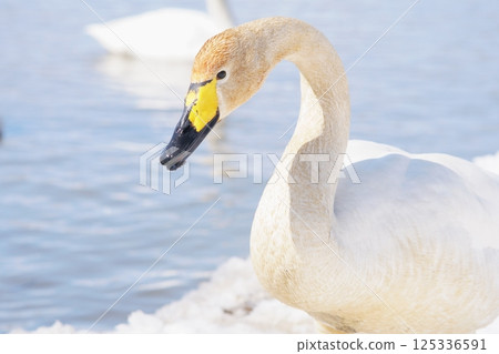 Swans visiting Hokkaido in spring dyed with the pigments of aquatic plants Swans visiting Hokkaido in spring dyed with the pigments of aquatic plants 125336591